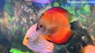 Discus Symphysodon [upl. by Giuseppe]