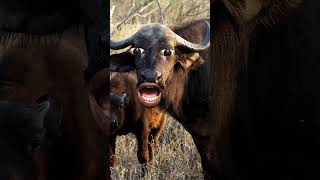 Buffalo 🦬🦬 cowvideos cowcows cow trending cowlovar cowreels funny cowcow comedy [upl. by Ainesej]