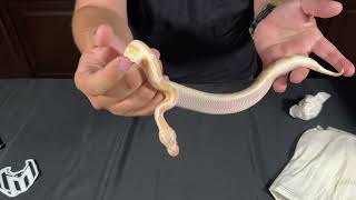 New Ball Python from the Auctions [upl. by Hakon233]