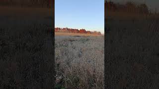 Pheasant Hunting Pt III pheasants pheasanthunting pheasant pheasant [upl. by Sakovich]