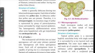 structure of ANTHER in marathi [upl. by Pudens]