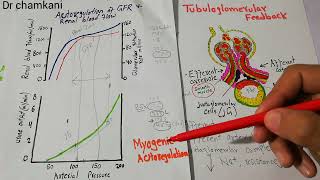 Renal system lecture 78  Myogenic mechanism of Renal blood flow Autoregulation [upl. by Nairadas]