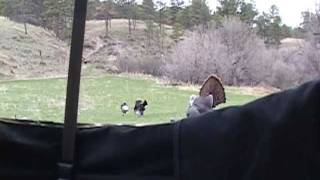 Bearded Strutting Hen Wild Turkey Gets Arrrowed [upl. by Oliver]