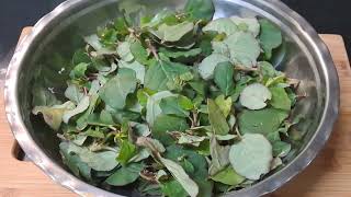 Punarnava leaf fry  Galijeru leaf fry  Healthy recipe for kidney problems [upl. by Emil]