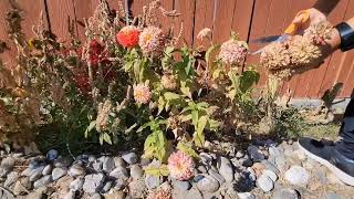 Harvesting Zinnias [upl. by Vinni]