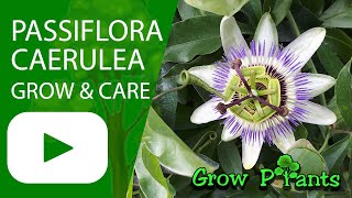 Passiflora caerulea  grow amp care Passion fruit [upl. by Citarella]