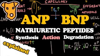 NATRIURETIC PEPTIDES ANP BNP Synthesis Action Degradation [upl. by Nylad]