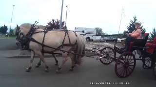 Norwegian Fjords Carriage Team horses [upl. by Lud]