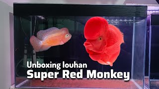 Beli Super Red Monkey Flowerhorn srm superredmonkey [upl. by Debi]