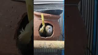 Budgies Egg update birds budgis babyanimals shortsvideo shorts viralvideo youtubeshorts [upl. by Ahsemak]