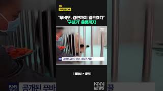 푸바오 잘 있다는 中 보도에도…경련 의혹 일파만파  KNN [upl. by Ecnerrat]