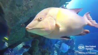 Hogfish and Porkfish in the Giant Ocean Tank [upl. by Remled]