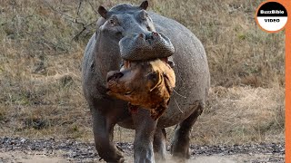 Hippo Grabs The Lions Head As Revenge For the Loss of His Mother [upl. by Eseila]