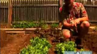 How to Plant a Vegetable Garden  How to Grow Lettuce in a Vegetable Garden [upl. by Hauger995]