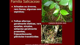 Salicaceae [upl. by Brenza]