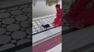 Tere rang bs tuhi janda h🙏💐waheguruji harmandirsahib viral [upl. by Aneeram]