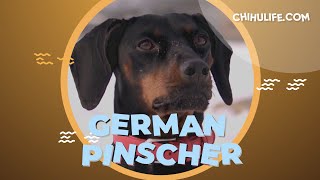 German Pinscher Temperament Personality Behavior Pros and Cons [upl. by Notsreik]