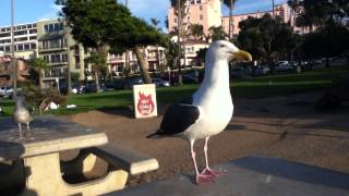 Laughing Seagulls [upl. by Phineas504]