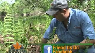 Foraging for fiddlehead ferns in the Berkshires [upl. by Znieh]