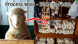 Raw Wool Processing Start to Finish  Sheep amp Alpaca Fleece [upl. by Hepsoj]