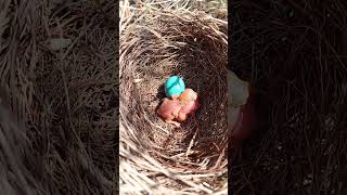 Adorable Jungli Babbler Bird Babies A CloseUp Look at Natures Cutest Chirpers [upl. by Skye]