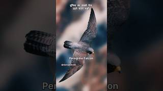 Peregrine falcon दुनिया का सबसे तेज उड़ने वाला पक्षी shorts vijetagkstudio [upl. by Pieter]