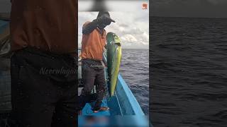 Mahi Mahi Fish Caught Using Live Baits fishing fishingvideo fishingtime [upl. by Ahsha88]