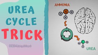 Urea cycle TRICK to MEMORIZE  HOW TO REMEMBER UREA CYCLE FOREVER [upl. by Rehpitsirhc]