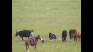 Border Collie quotQuirtquot working cattle [upl. by Armilda]