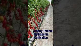 Cherry Tomato Hydroponics Cultivation in Polyhouse [upl. by Reba]