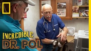 Parasitic Baby Goat  The Incredible Dr Pol [upl. by Evered500]