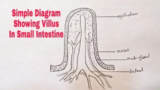 How To Draw Diagram of Villus in small intestine [upl. by Aisayt]