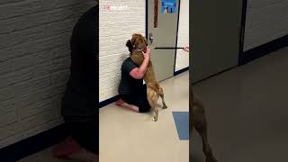 Emotional moment dog is reunited with owner after two years [upl. by Slayton]