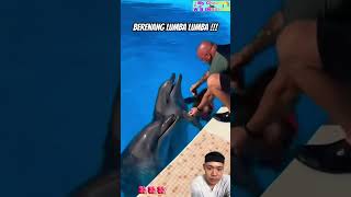 Berenang bareng lumba lumba dolphin summer animals swimming shark youtubeshorts shortsfeed [upl. by Aztinaj]