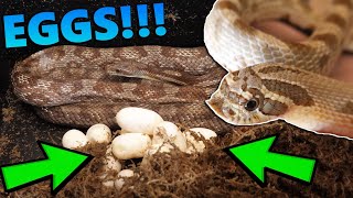 Our Rat Snake and Hognose Laid Eggs [upl. by Ymorej517]