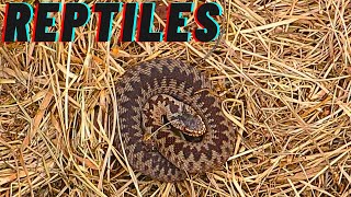 UK Reptiles Adder amp slow worms [upl. by Aiem]