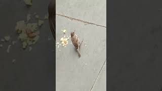 Sparrow Bird eating food 🐦 sparrow chirping sound sparrow birds nature video trending [upl. by Nakeber155]