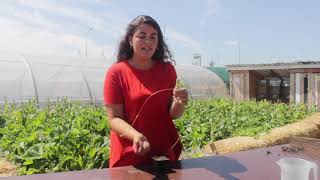 Tuto au jardin 7  Stolon de fraises [upl. by Angel]