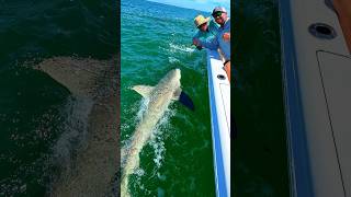 This is CRAZY 😅🦈 full video onLandedFishing Fishing shark ocean reels reelsinstagram usa [upl. by Lucania]