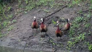 Ranger Insights  White Faced Ducks [upl. by Celinda]