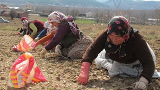 Sarımsak Ekimi nasıl dikilir ekilir Taşköprü sarımsağı [upl. by Wilfreda]