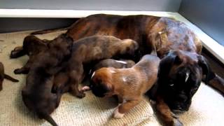 Cute 3 Week Old Boxer Puppies Learn to Play [upl. by Xirdnek]