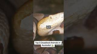 Top 5 Deadliest Animals in Australia 🐍 shorts australia travel [upl. by Nylirem862]