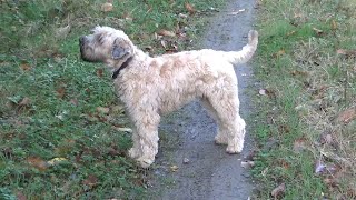 Wheaten Terrier Pup  Departure [upl. by Erdnad]