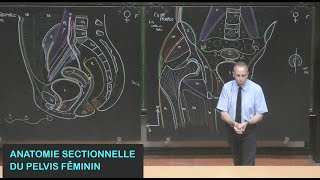 Anatomie sectionnelle du pelvis féminin Pelvis 17 [upl. by Nyrok324]