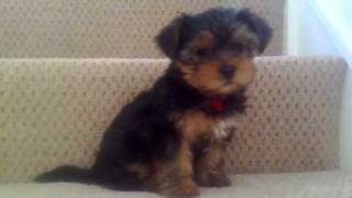 Happy Feet Rosie Yorkshire Terrier Puppy [upl. by Andromada]