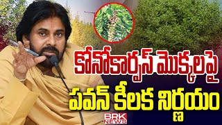 కోనోకార్పస్‌ మొక్కలు ప్రాణాంతకం  Pawan Kalyan  Conocarpus Tree  BRK News [upl. by Adniral]