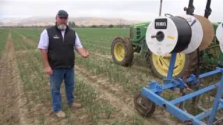 Onion Production in California [upl. by Trotter]