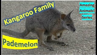 Pademelon facts 🦘small marsupials 🦘 ambulate by hopping 🦘 kangaroo family [upl. by Nalra]