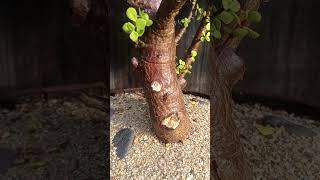 Portalcaria Afra spekboom tree cactusgarden cactusaddict plants succulent [upl. by Der848]